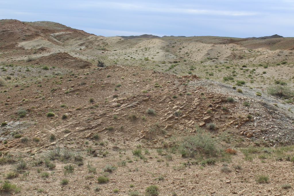 МОГОЙН ДЭЛИЙН ПАЛЕОНТОЛОГИЙН ДУРСГАЛТ ГАЗАР