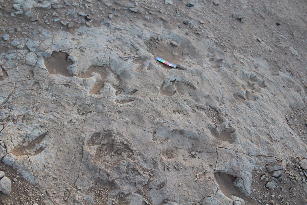 ШАР ЦАВЫН ПАЛЕОНТОЛОГИЙН ДУРСГАЛТ ГАЗАР